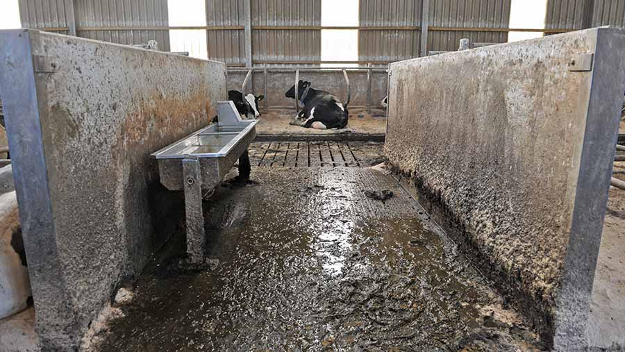 Water passage area in shed with cows in the background