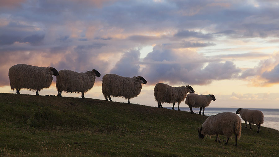 Scottish hill farmers to benefit from £57m subsidy loan scheme ...