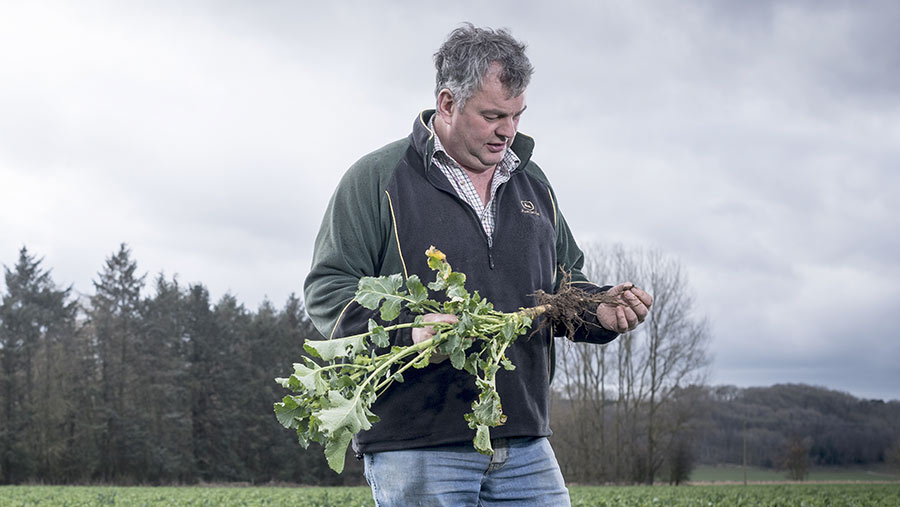 Farmer Focus: Cross-drilled OSR shows lots of potential - Farmers Weekly