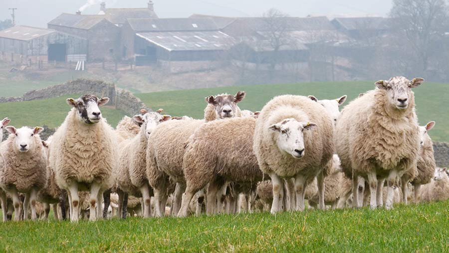 Lleyn tups are now being used across the flock as an easy lambing sire for self replacement purposes