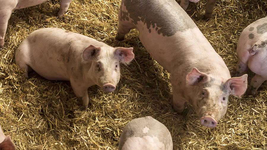 The options for getting into pig farming - Farmers Weekly