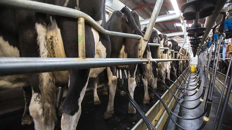 4 ways the best dairy farmers are producing 1,000kg of MS a cow - Farmers  Weekly