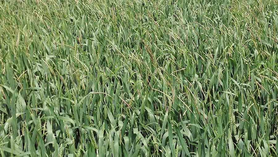 Close-up of blackgrass in field