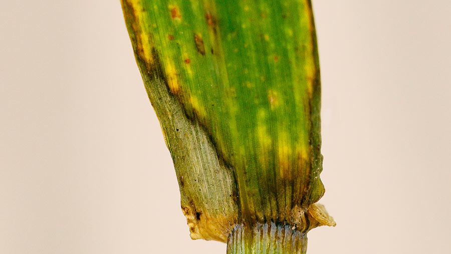 Rhynchosporium lesion on leaf axil of leaf two of barley plant