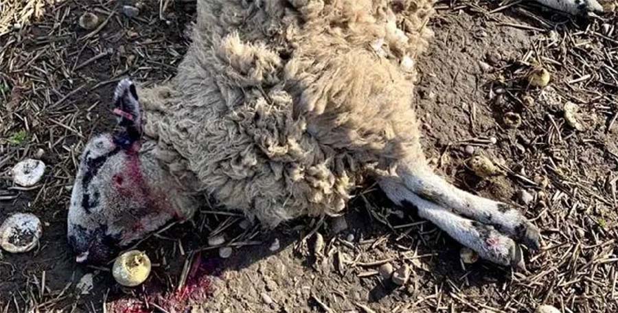 Close-up of sheep killed