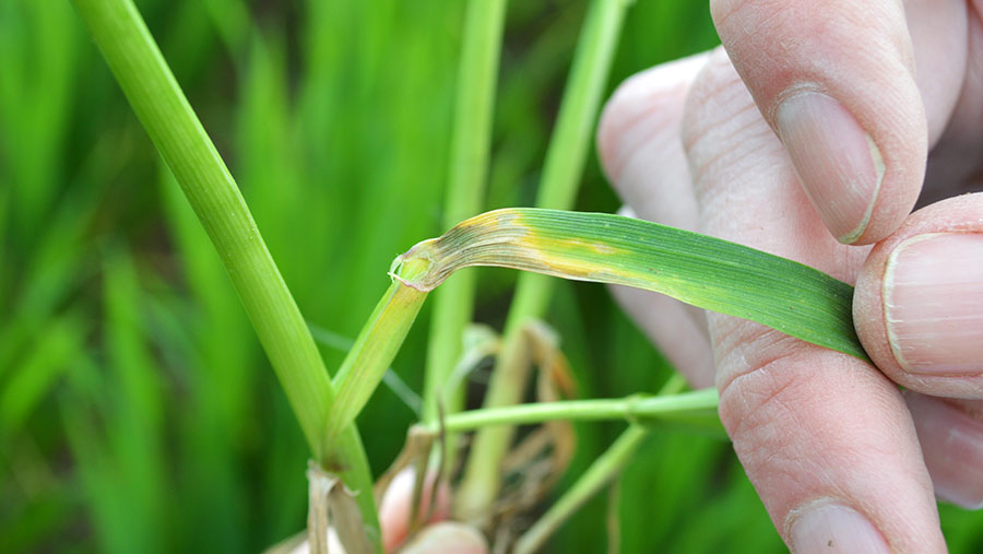 Septoria on a plant later in he season