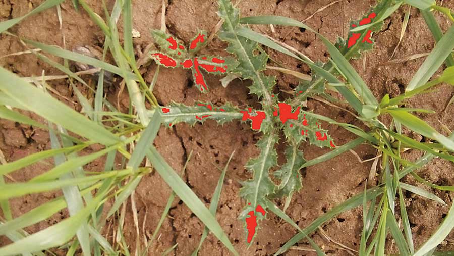 The system can identify most dicotyledon weeds among a growing crop