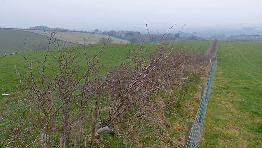 Young trees along a fence line