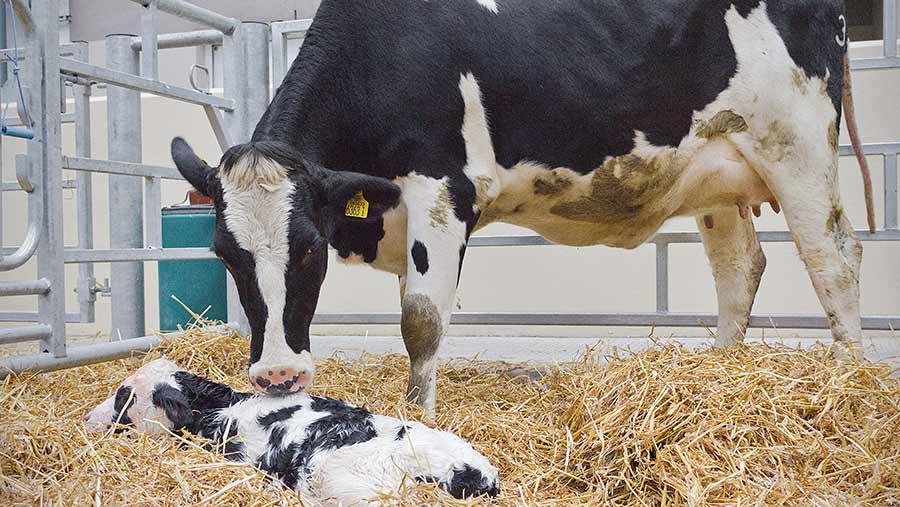 Cow and newborn calf