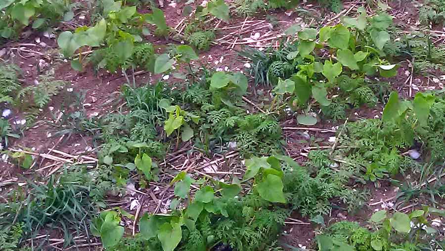 Cover crop