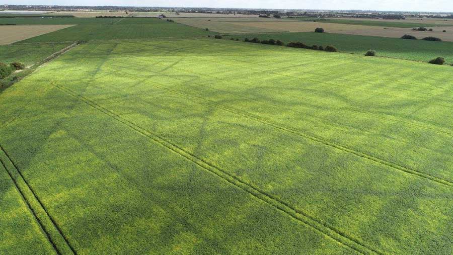 Aerial view of soya field