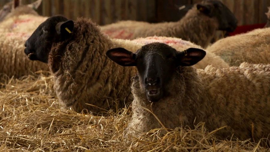 Gareth Hughes' sheep