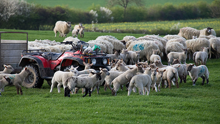 target quad bike