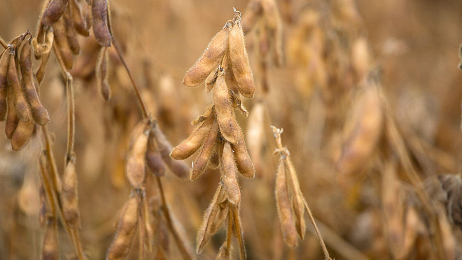 Soya bean pods ready for combining