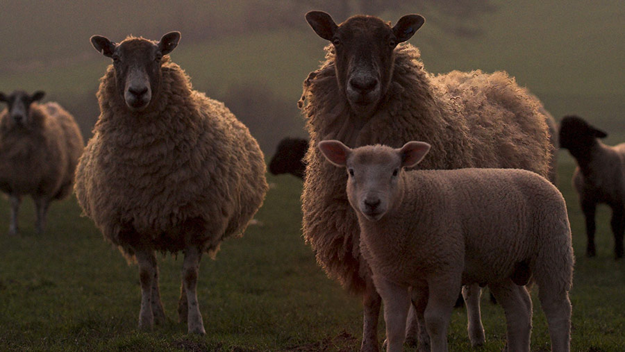 Video: CCTV footage shows gang snatch in-lamb ewe - Farmers Weekly