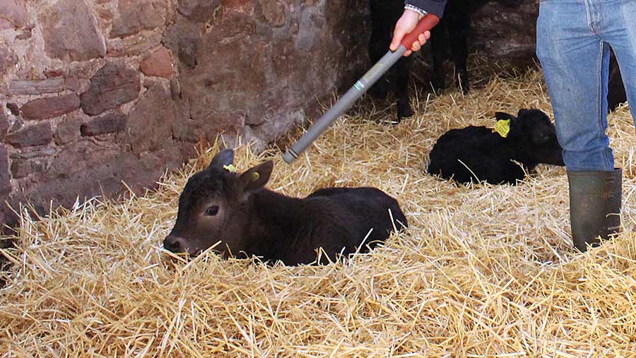 Wand reader for EID tag being used on calves