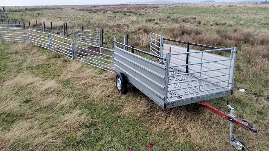 Kenny Fraser sheep handling trailer