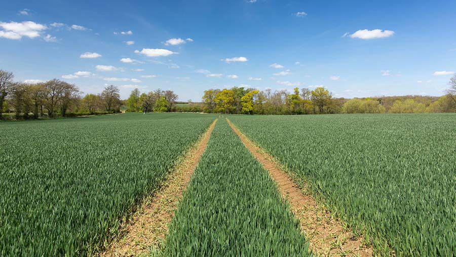 Tramlines in wheat © Tim Scrivener