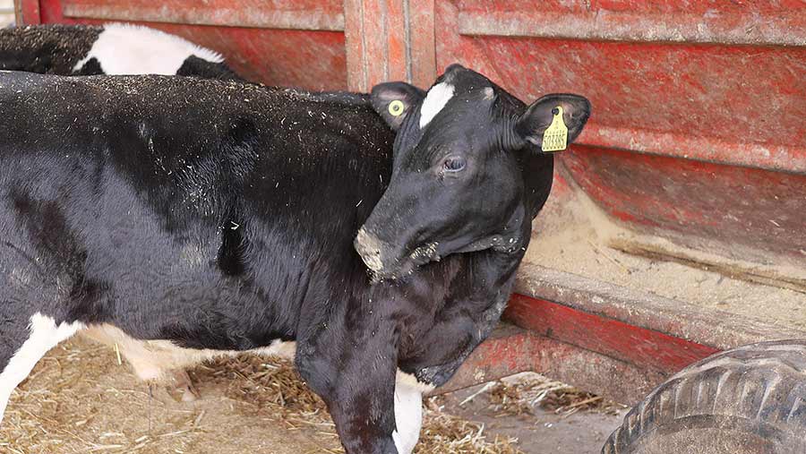 A veal calf feeding