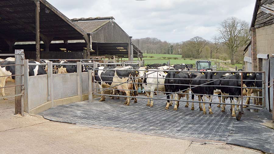 Dairy cows on farm