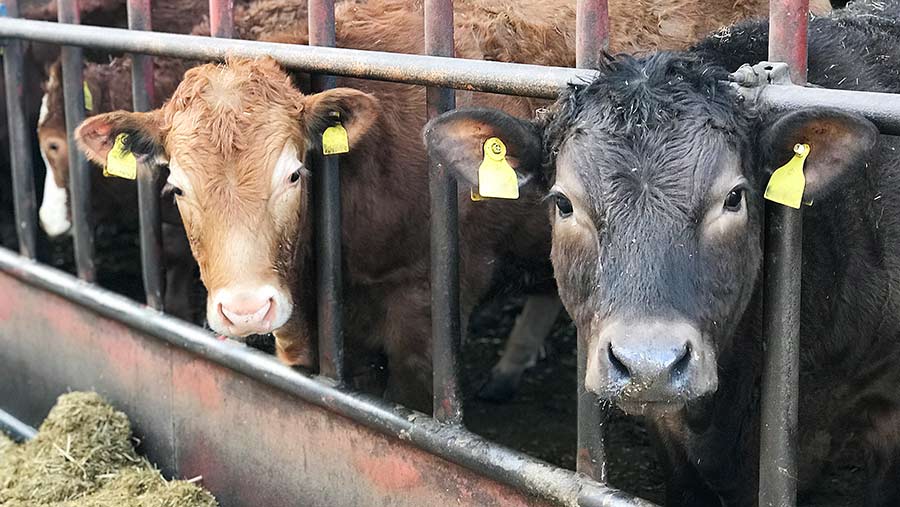 Close-up of beef cattle