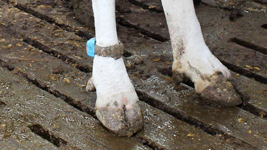 IcRobotics sensor on cow leg