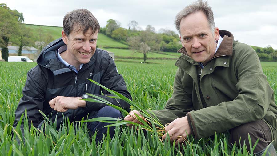 Disease experts in a wheat crop