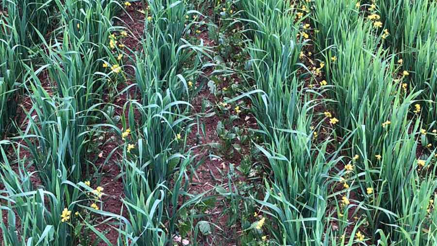rows of barley after weeding