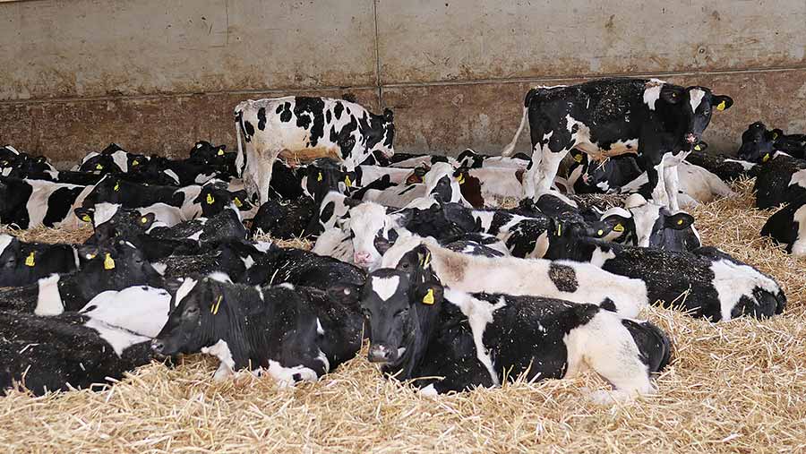 So you want to… get into veal - Farmers Weekly