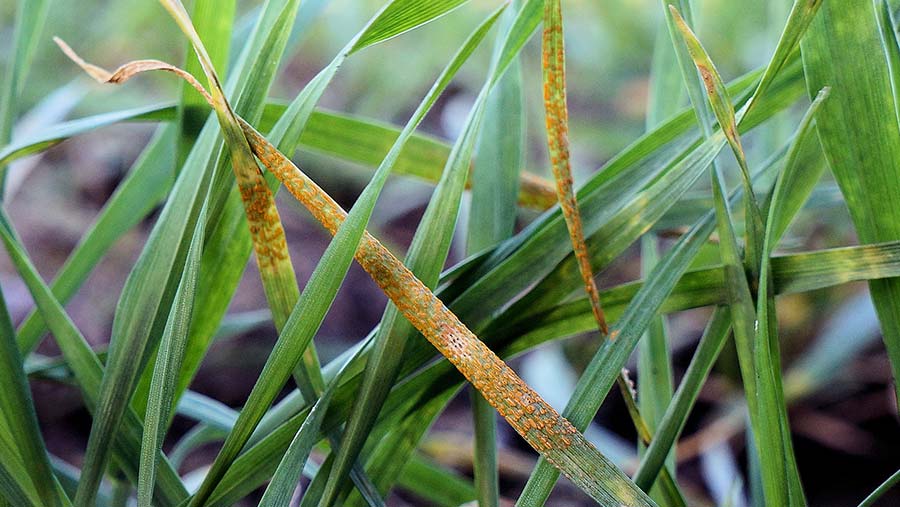 Early stage of yellow rust