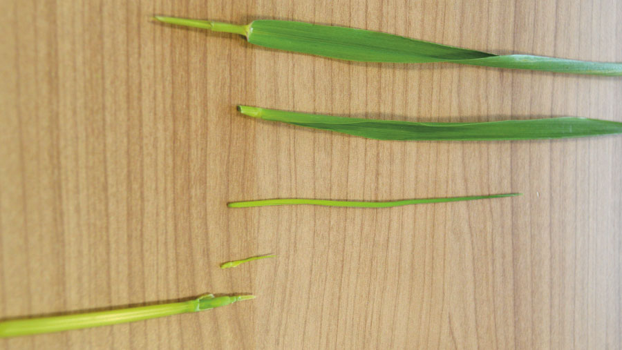 Dissected wheat plant