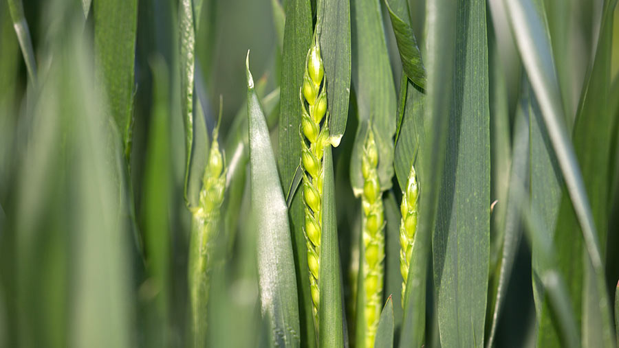 Wheat coming into ear