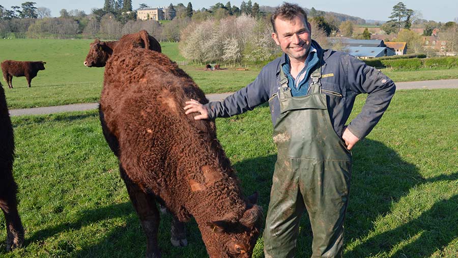 Farm manager Tim Roberts with his Saler cattle © David Jones/RBI