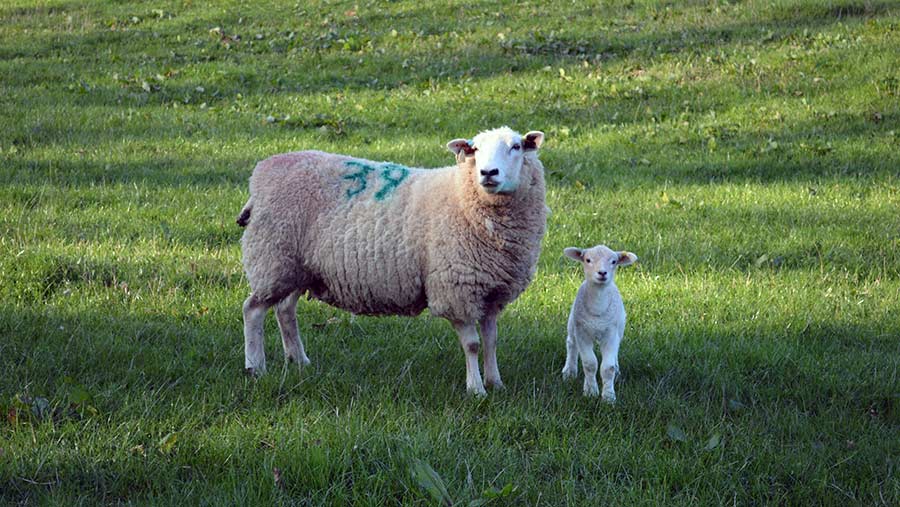 Lleyn sheep © David Jones/RBI