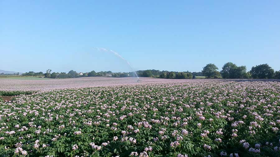 Potatoes being irrigated at Ethiebeaton