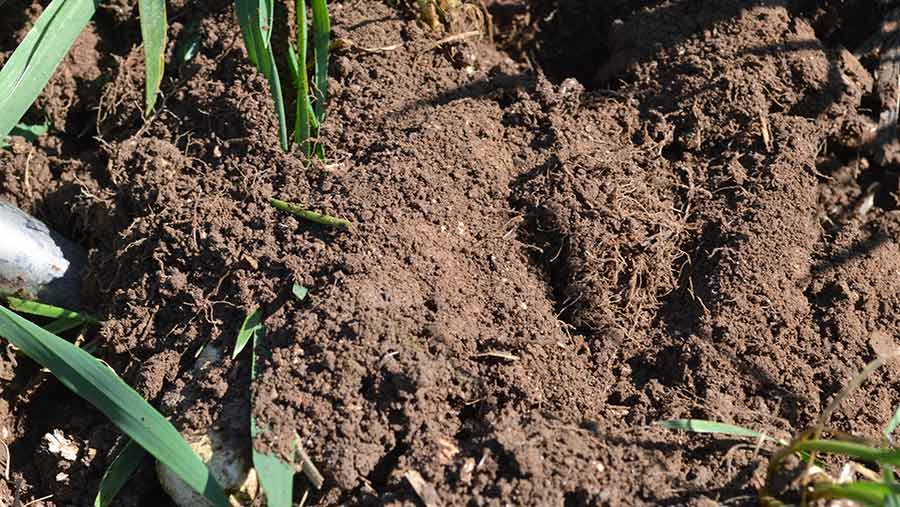 Close-up of soil at Templemans Farm