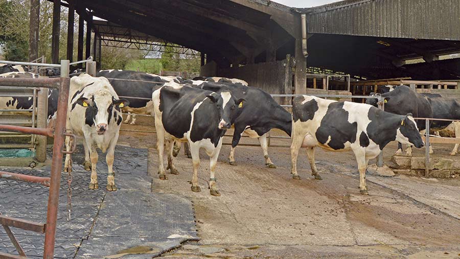 Cows in yard