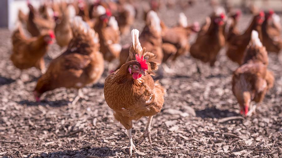 Free-range hens at Sally Farm