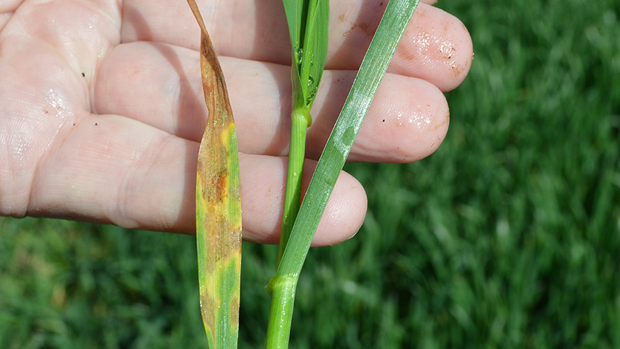 Detail of leaf three emerging on a winter wheat plant