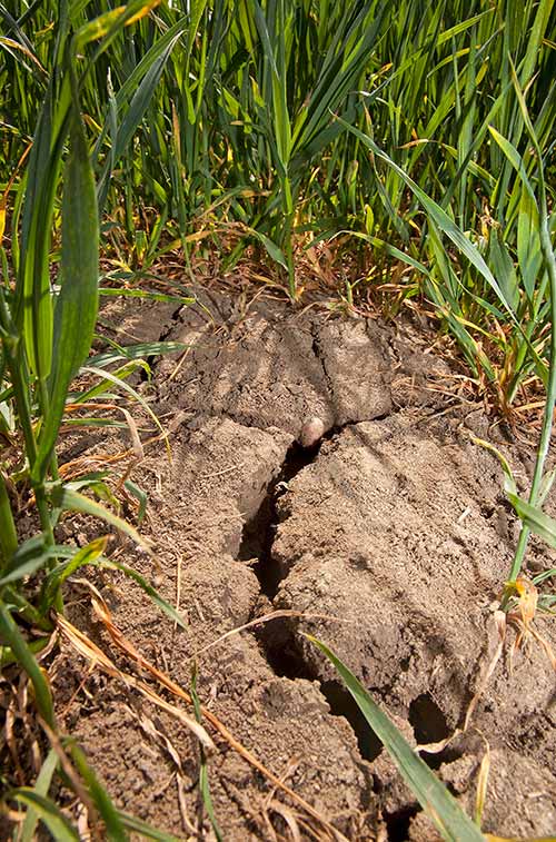 Cracked, drought-affected soil