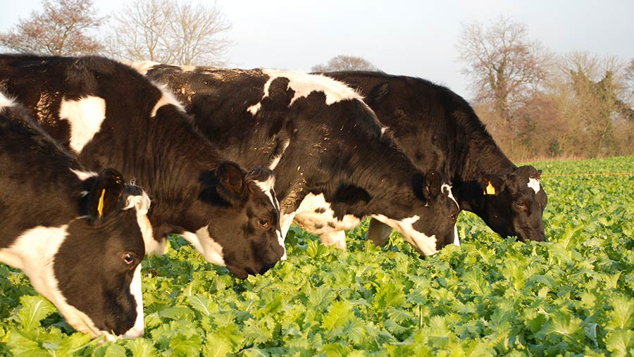 Cows grazing brassicas