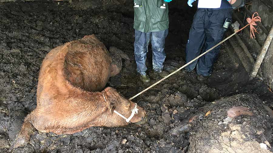 One of those carcasses was tethered to prevent the animal from falling on its side, but the animal had been neglected and had died whilst still tied to the wall. © Ceredigion County Council