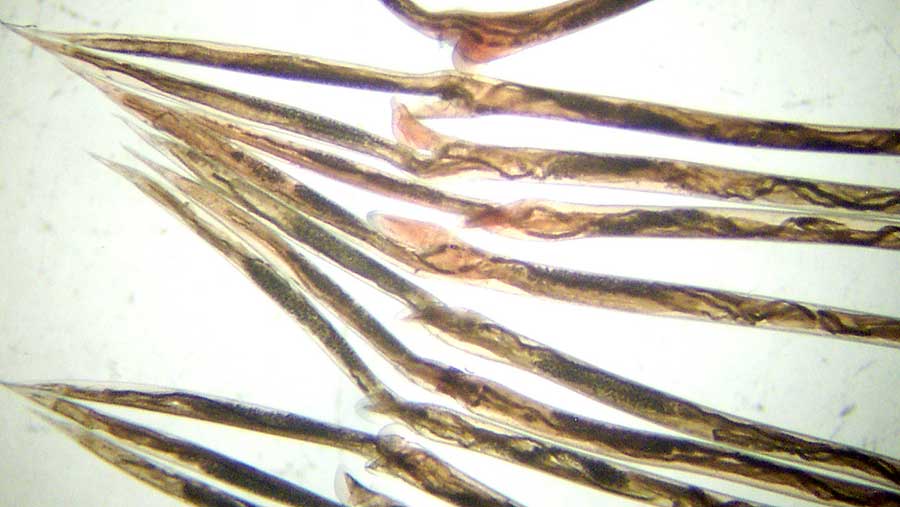 Haemonchus contortus barbers pole worm adult females © CSIRO/CC BY 3.0