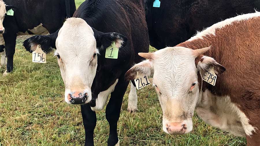 polled cattle