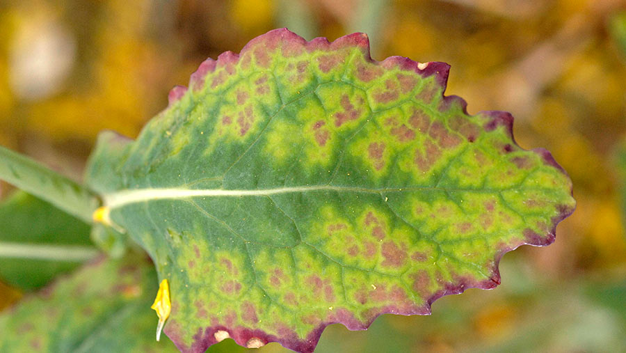 An OSR leaf showing TuYV symptoms