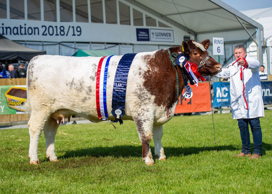 Beef Shorthorn and interbreed champion Lovely standing in the beef ring