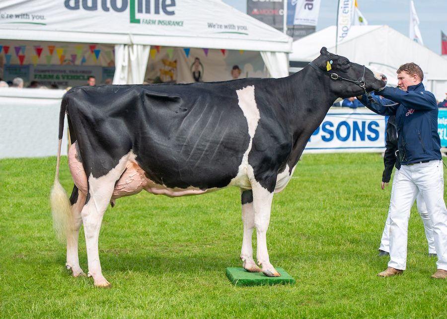 Holstein champion cow at Balmoral 