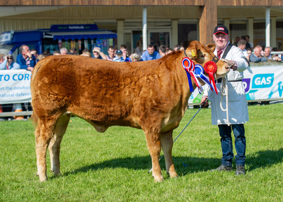 Limousin Interbreed Beef Reserve Champion Millbrook Nelenya standing in the beef ring at Balmoral Show
