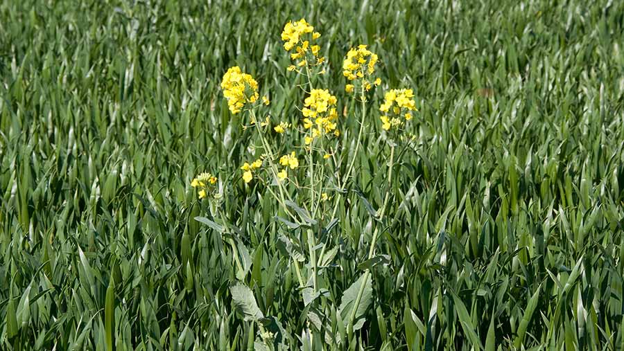 OSR volunteers in flower