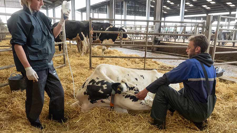 calcium injecting a cow
